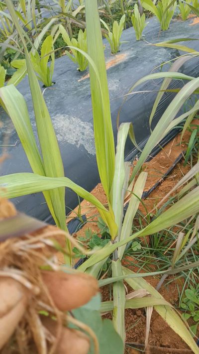 黑甘蔗种植下去，三个月。第一次追肥，