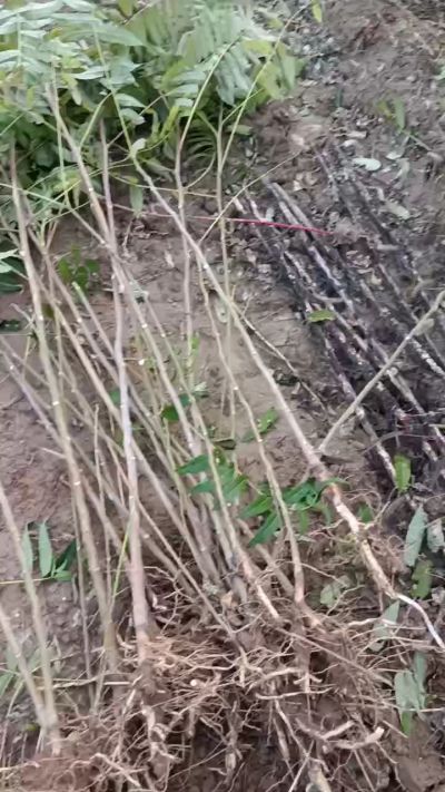 出售臭椿苗，巨峰葡萄苗。药用连翘苗，科研五号优质种苗，2/5年苗，药用连翘树，挂果树，全国包邮到家！财富密码18534302961