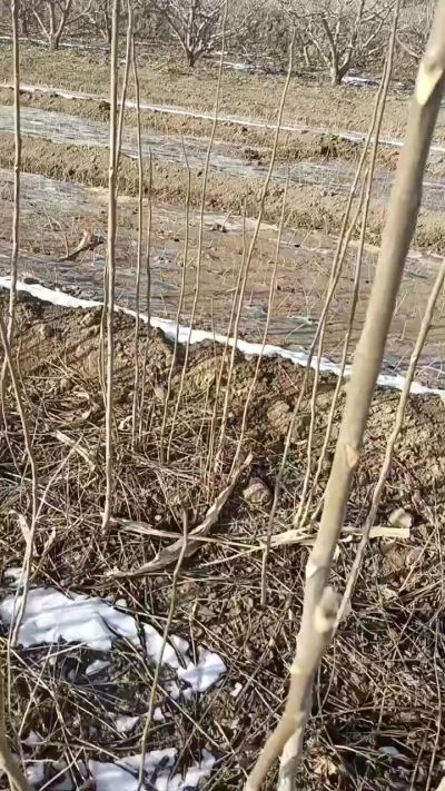 出售臭椿苗，巨峰葡萄苗。药用连翘苗，科研五号优质种苗，2/5年苗，药用连翘树，挂果树，全国包邮到家！财富密码18534302961