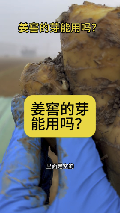 姜窖的芽能用吗？