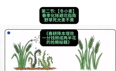 第二节：【冬小麦】春季化除避坑指南，野草死光麦不黄