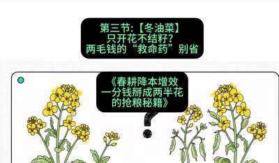 第三节：【冬油菜】只开花不结籽？两毛钱的&ldquo;救命药&rdquo;别省