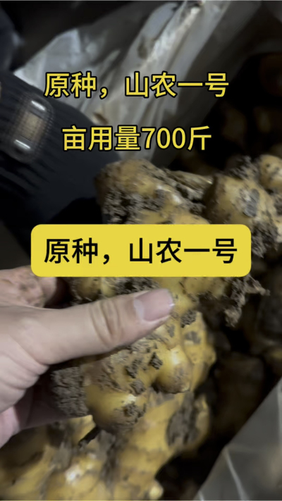 原种，山农一号