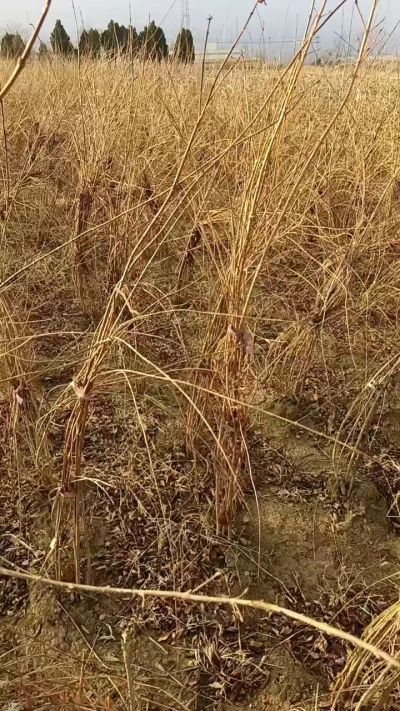 出售药用连翘苗，科研五号优质种苗，2/5年苗，药用连翘树，挂果树，全国包邮到家！财富密码18534302961出售药用连翘苗，科研五号优质种苗，2/5年苗，药用连翘树，挂果树，全国包邮到家！财富密码1