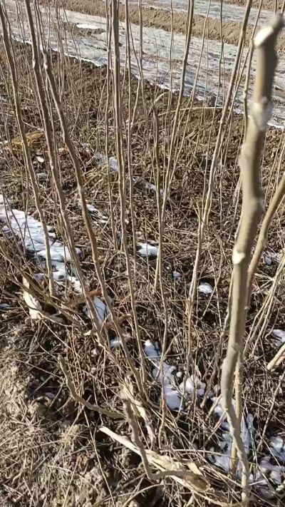 出售臭椿苗，巨峰葡萄苗。药用连翘苗，科研五号优质种苗，2/5年苗，药用连翘树，挂果树，全国包邮到家！财富密码18534302961