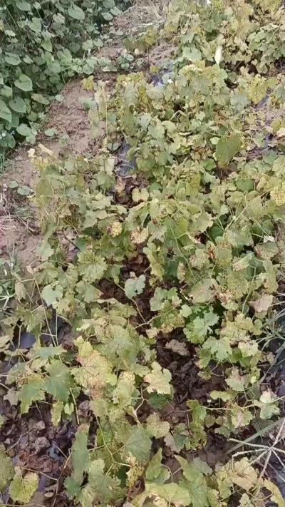 出售巨峰葡萄苗。药用连翘苗，科研五号优质种苗，2/5年苗，药用连翘树，挂果树，全国包邮到家！财富密码18534302961