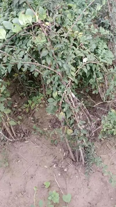 出售药用连翘苗，科研五号优质种苗，2/5年苗，药用连翘树，挂果树，全国包邮到家！财富密码18534302961