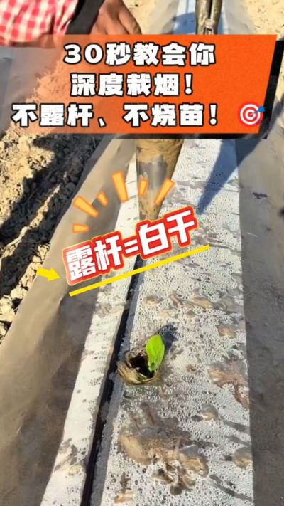 这个栽法太关键了！深栽是烤烟成活的根本，亲测有效！