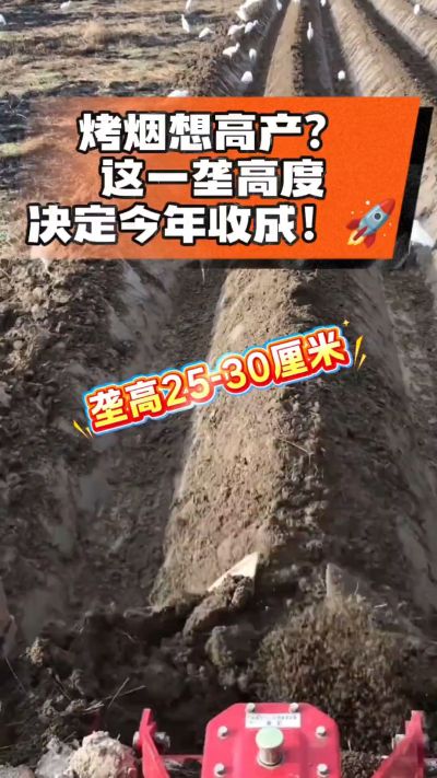 想让烤烟高产，就得从细节抓起。分享一点实打实的干货，只为帮大家少走弯路，种出好烟叶！🌱👍