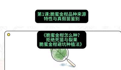 第1节：脆蜜金柑品种来源、特性与真假苗鉴别，课程：《脆蜜金柑怎么种？拒绝死苗与裂果，脆蜜金柑8步避坑种植法》#识农AI