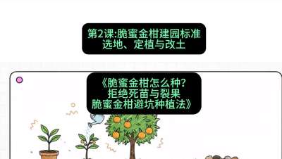 第2节：脆蜜金柑建园标准：选地、定植与改土，课程：《脆蜜金柑怎么种？拒绝死苗与裂果，脆蜜金柑8步避坑种植法》#识农AI