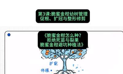 第3节：脆蜜金柑幼树管理：促根、扩冠与整形修剪，课程：《脆蜜金柑怎么种？拒绝死苗与裂果，脆蜜金柑8步避坑种植法》#识农AI