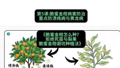 第5节：脆蜜金柑病害防治：重点防溃疡病与黄龙病，课程：《脆蜜金柑怎么种？拒绝死苗与裂果，脆蜜金柑8步避坑种植法》#识农AI