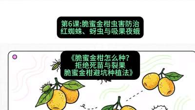 第6节：脆蜜金柑虫害防治：红蜘蛛、蚜虫与吸果夜蛾，课程：《脆蜜金柑怎么种？拒绝死苗与裂果，脆蜜金柑8步避坑种植法》#识农AI