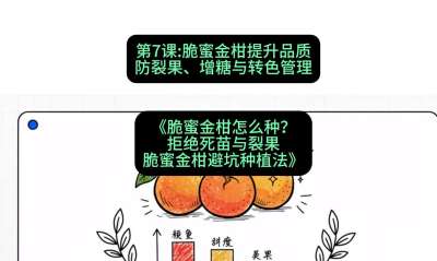 第7节：脆蜜金柑提升品质：防裂果、增糖与转色管理，课程：《脆蜜金柑怎么种？拒绝死苗与裂果，脆蜜金柑8步避坑种植法》#识农AI