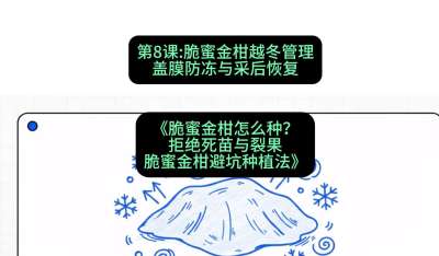 第8节：脆蜜金柑越冬管理：盖膜防冻与采后恢复，课程：《脆蜜金柑怎么种？拒绝死苗与裂果，脆蜜金柑8步避坑种植法》#识农AI