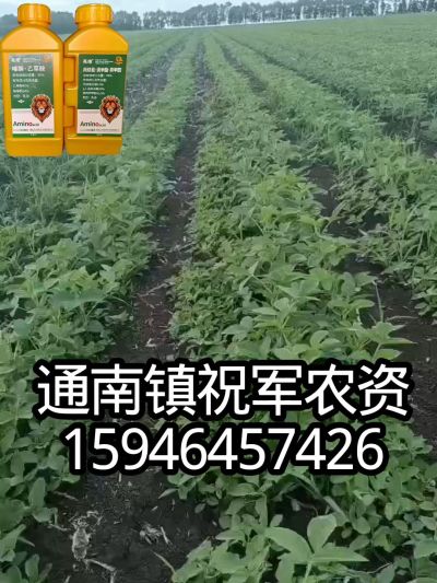 大豆苗前封闭，可封红根苋菜，灰菜，兰花菜，野豆子，捞豆秧等恶性杂草，封杀兼备的高端产品。