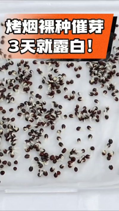 烤烟裸种催芽小技巧，清水浸泡、保温保湿，3天就能露白，出苗快又齐！烟农朋友收藏备用～