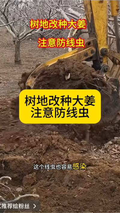 树地改种大姜，注意防线虫！