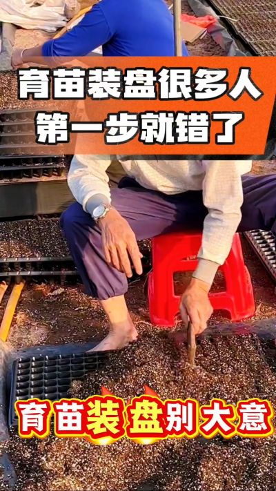 烤烟育苗基质装盘，一步做对，出苗整齐又壮苗！装盘技巧记牢，少走弯路，育苗更省心