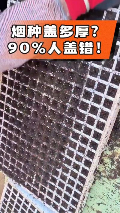 烟种盖多厚？90%烟农都盖错！薄盖才出苗齐、不闷种，烤烟育苗关键一步，照着做就对了