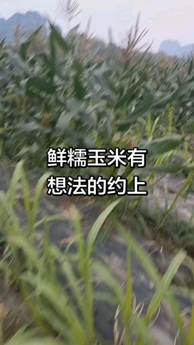 农户种植的白糯玉米大量上市，助农帮农在行动