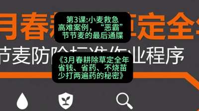 第3节：小麦救急高难案例，&ldquo;恶霸&rdquo;节节麦的最后通牒，课程：《3月春耕除草定全年：省钱、省药、不烧苗、少打两遍药的秘密》