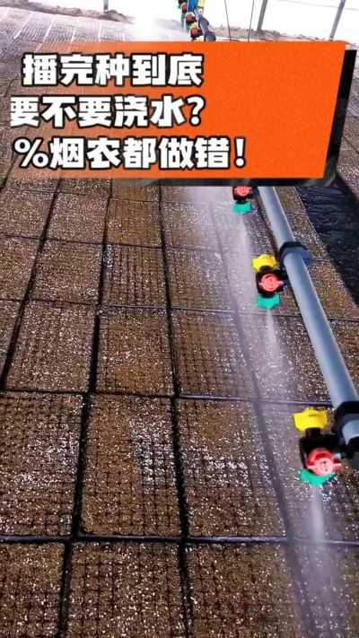 烤烟播完种一定要浇透底水，喷雾慢浇、别大水冲，盘底漏水才算到位，出苗又齐又壮！#烤烟育苗 #烤烟种植 #烟农干货 #育苗技术