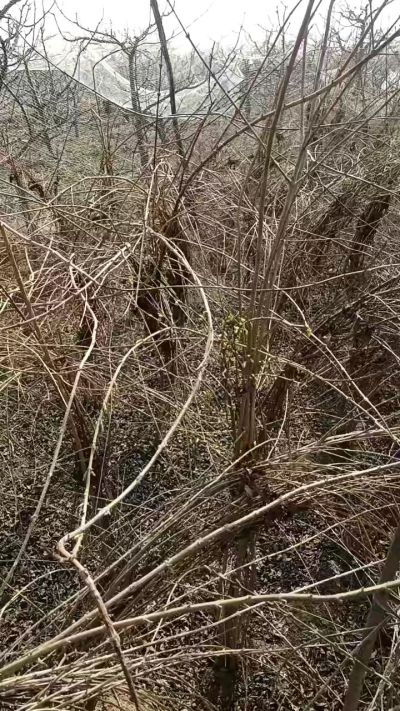 出售药用连翘苗，科研五号优质种苗，2/5年苗，药用连翘树，挂果树，全国包邮到家！财富密码18534302961