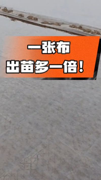 烤烟育苗盖无纺布，保温保湿出苗齐，不烂种、出苗快，烟农必备小技巧！