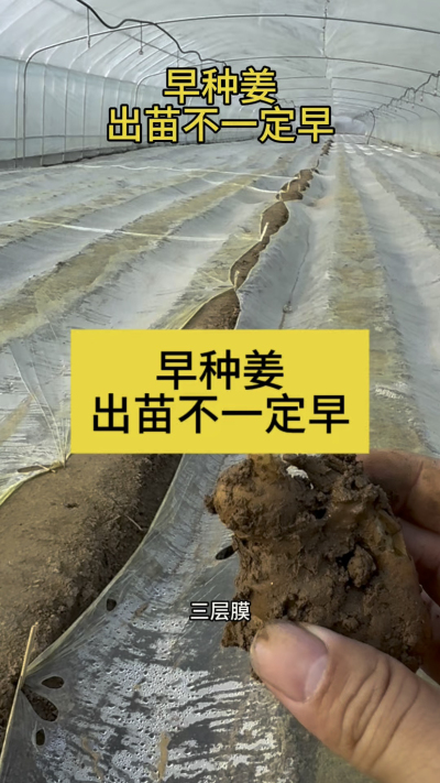 早种姜，出苗不一定早！