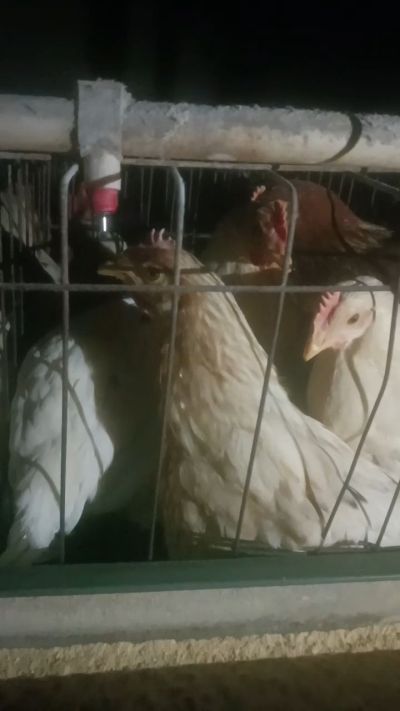 这鸡群在怪叫，怪叫的原因是痰化黏着，形成的比呼噜更重的一种呼吸道。其病因为肺中有热，热灼而痰黏，从而引起的怪叫。