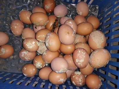 蛋禽出现肠炎拉稀，粪蛋偏多的原因