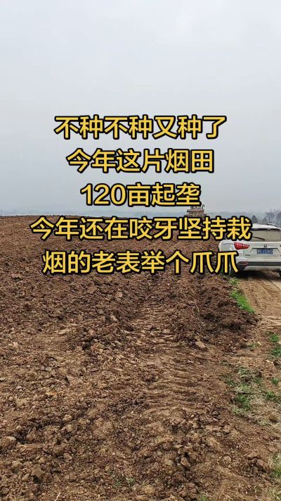 不种不种又种啦，还在咬牙坚持栽烟的老表集合啦！