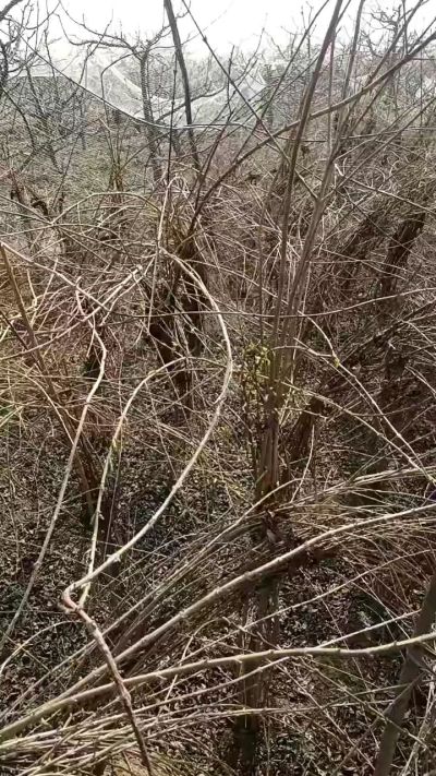 药用连翘苗，科研种苗定制树。挂果树。需要联系18534302961