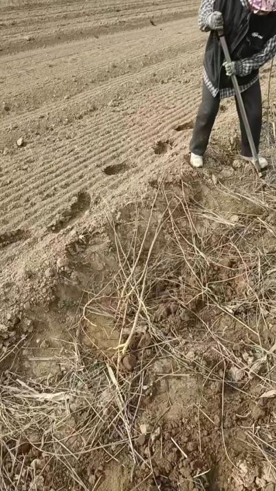 臭椿苗，一年籽播苗，地径0.5/1公分以上。需要联系18534302961