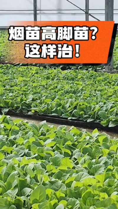 烤烟齐苗期管理关键：精准控温，防高脚苗，培育壮苗好上手！