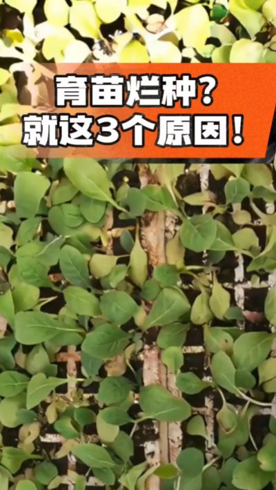 烤烟育苗烂种？3个原因讲清楚！消毒、控水、控温，做到就苗齐苗壮🔥
#烤烟育苗 #烤烟种植 #烂种防治 #烟农