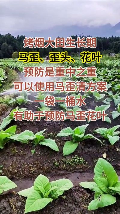 烤烟大田生长期，马歪歪头花叶预防是重中之重，可以使用马歪清方案，一袋一桶水，有助于预防马歪花叶。
烤烟管理早做一步，后期少操心！#烤烟种植#烤烟管理#烤烟大田管理#烤烟病害防治